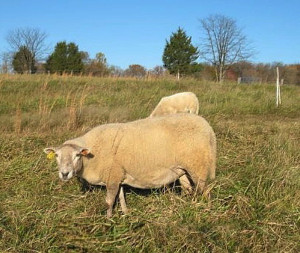 Texel crosses on Katahdins are hardy, have meaty bodies without much fat, give lots of twins and raise them well. (Photo by David Coplen)